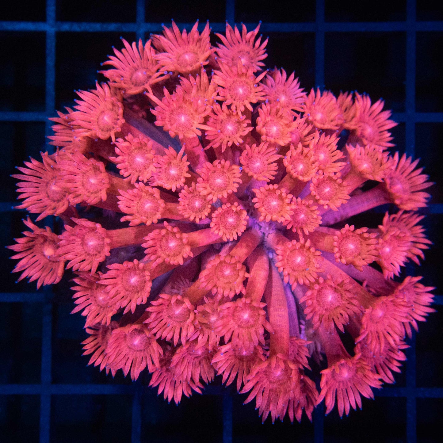 Pink Goniopora Colony