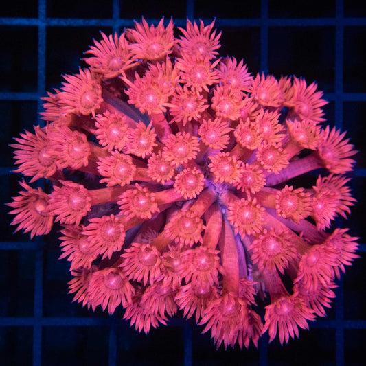 Pink Goniopora Colony