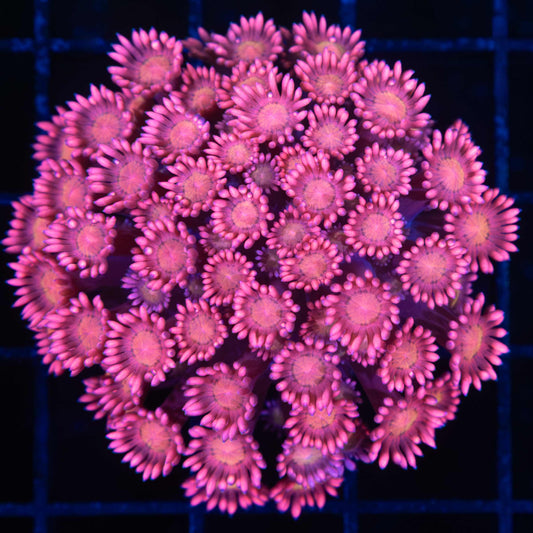 Pink Goniopora Colony