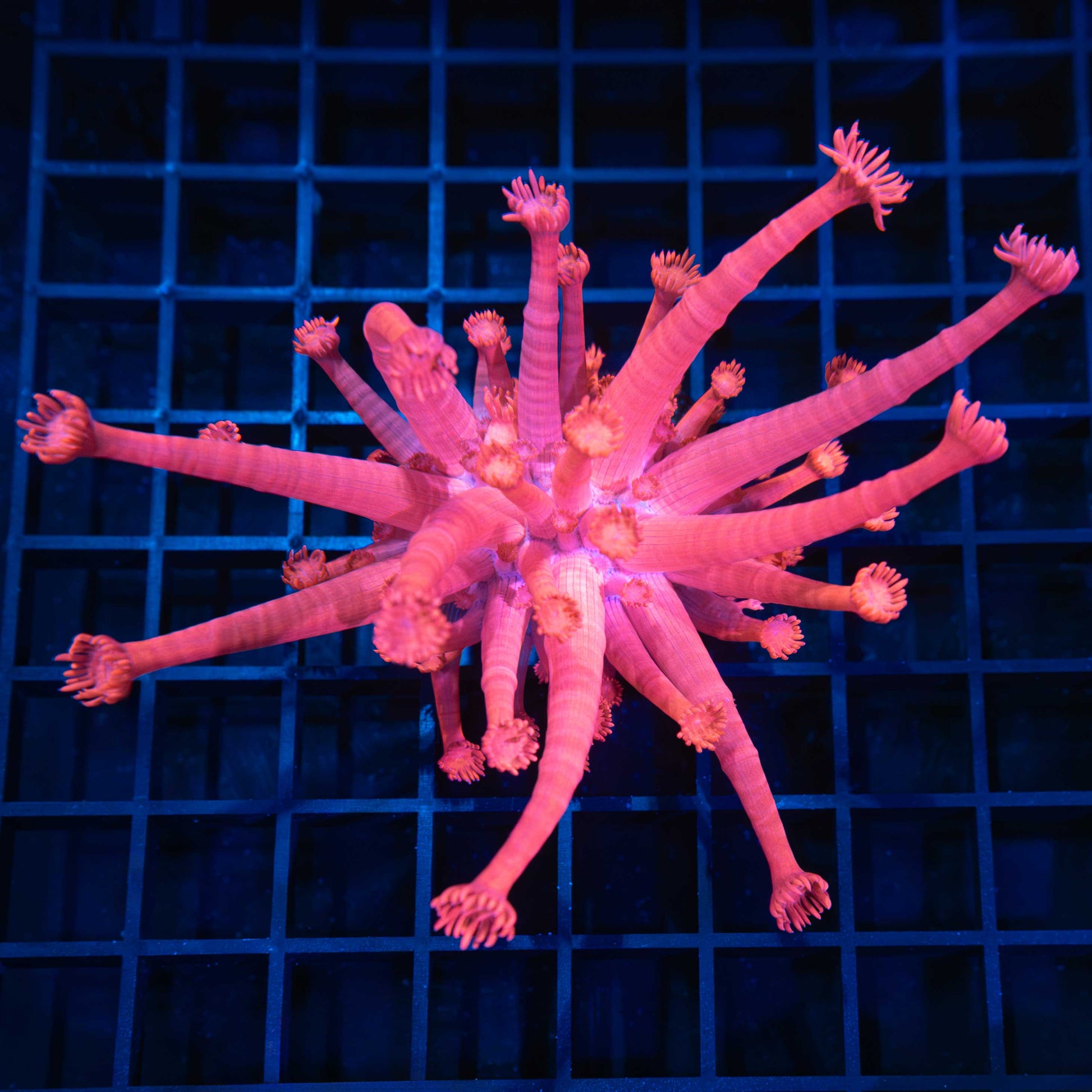 Pink Goniopora