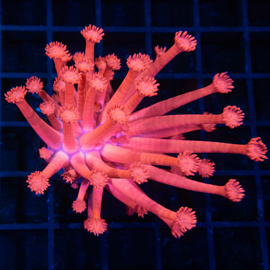 Pink Goniopora (Tank-Grown)