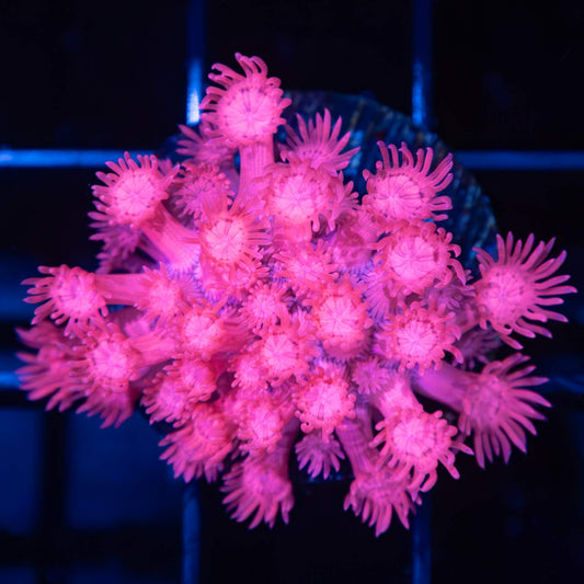 Hot Pink Goniopora (Bright!)
