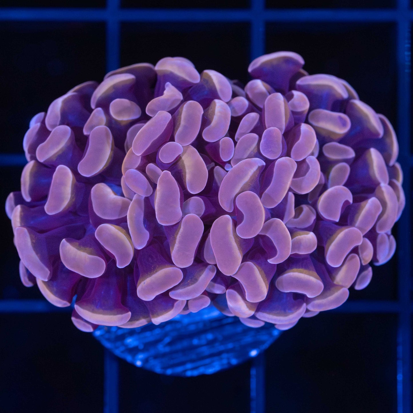 2 Polyps Pink Gold Stem Hammer Coral
