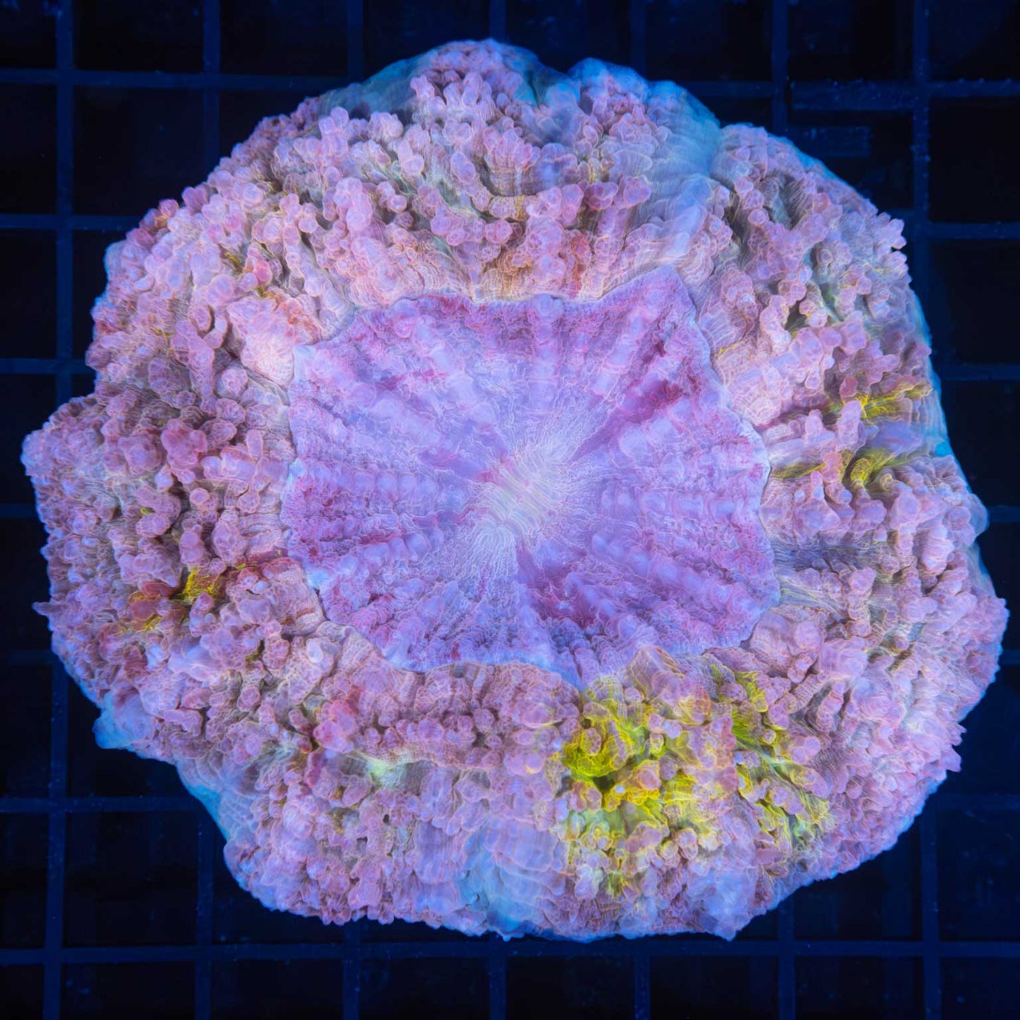 Pink and Yellow Acantho 4.5"