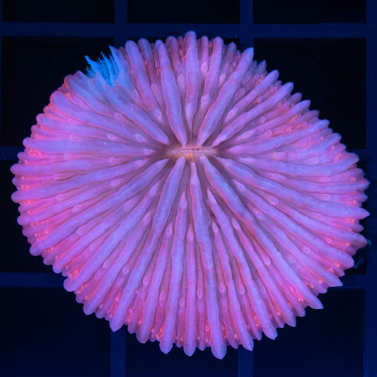 Rare Pink Plate Coral 1.5" (Small Damage)