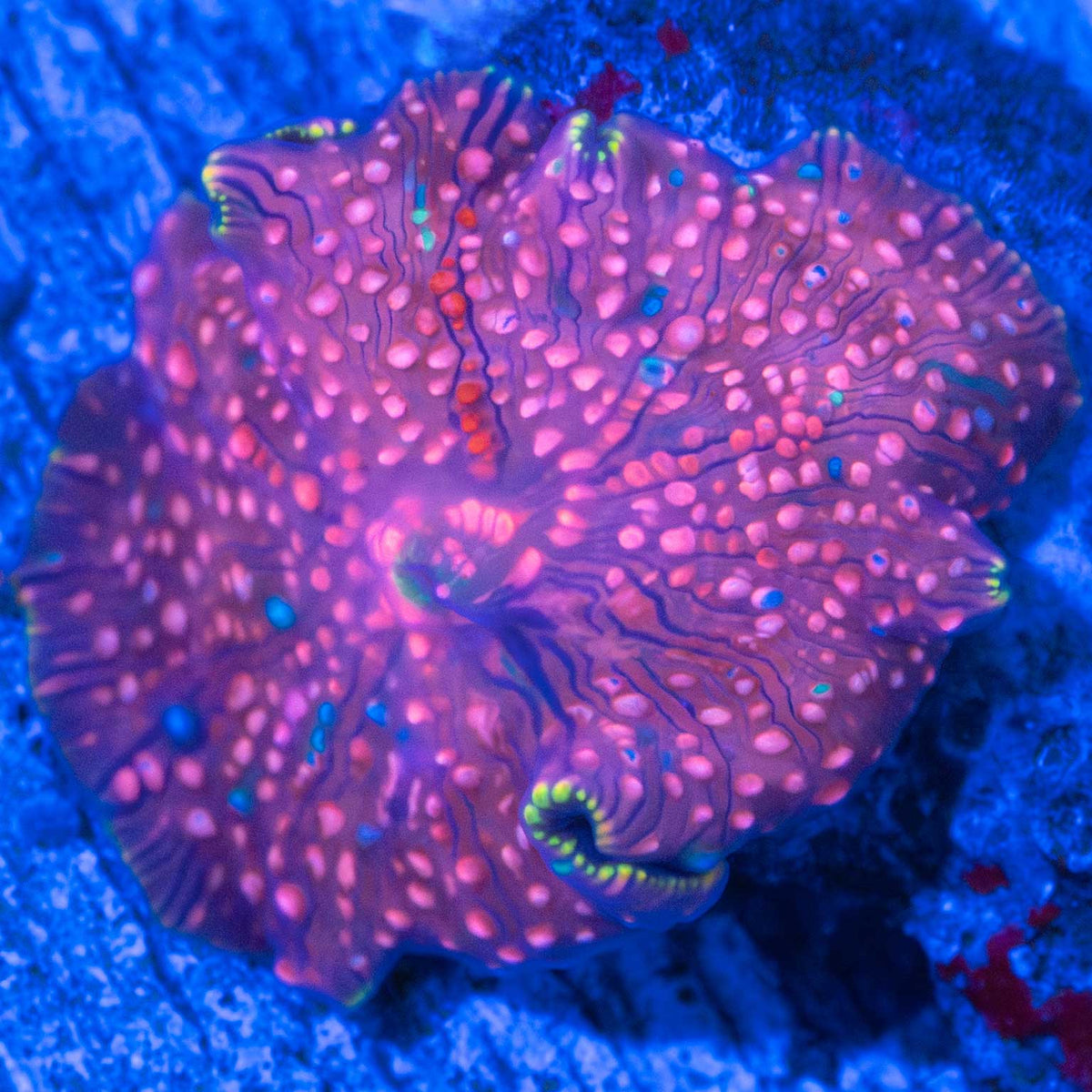 Pink Rainbow Mushroom Coral