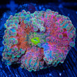 Pink Yuma Mushroom