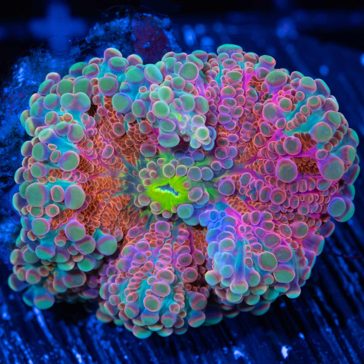 Pink Yuma Mushroom