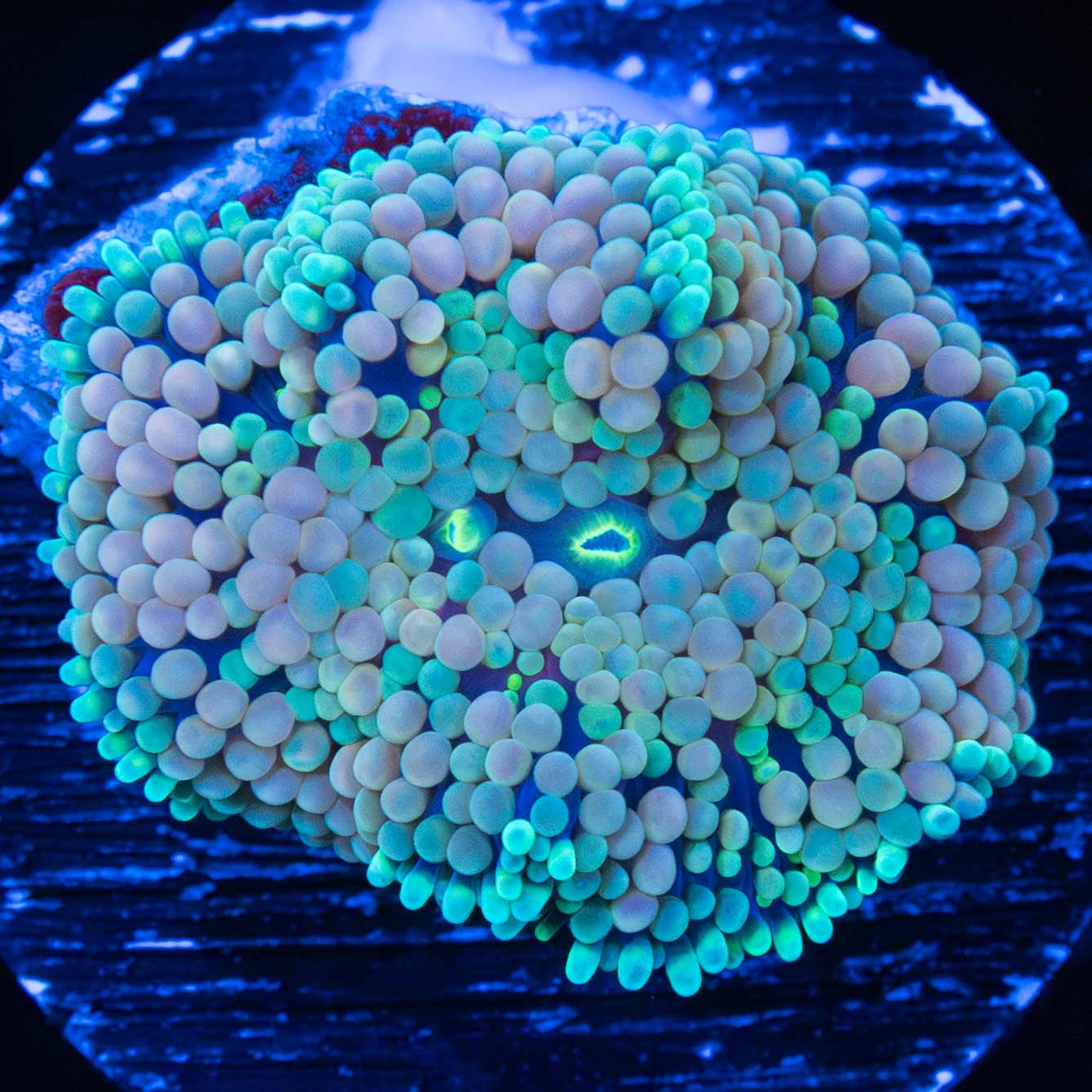 Rainbow Ricordea Mushroom