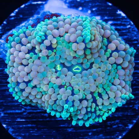 Rainbow Ricordea Mushroom