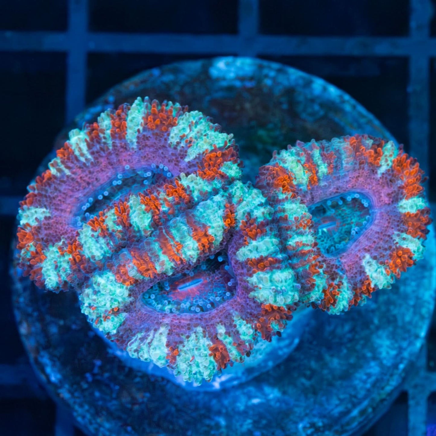 Red Blue Pink Acan