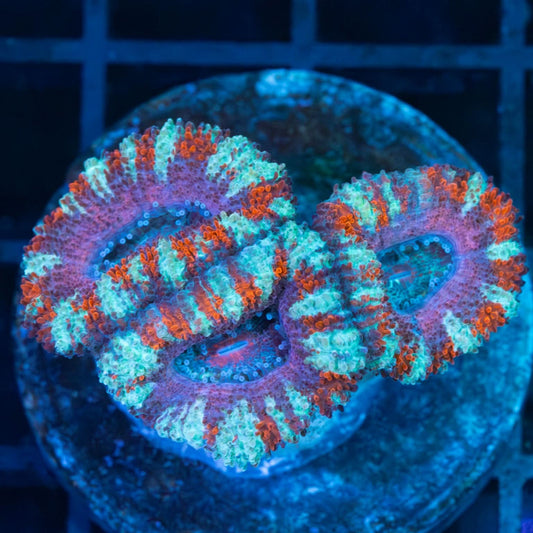 Red Blue Pink Acan