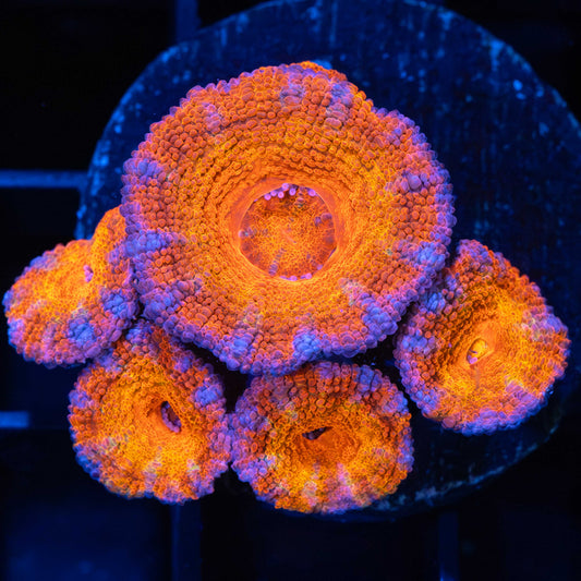 pink ring orange acan 