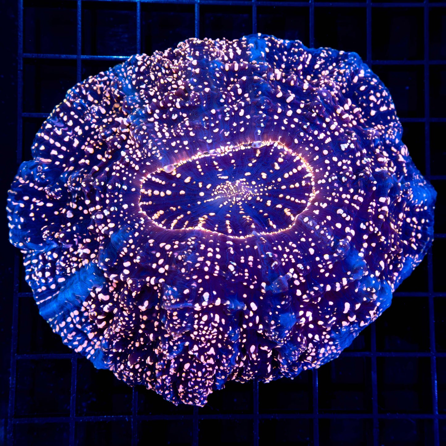 Neon Pink Spot Acantho (Rare) 4.75"