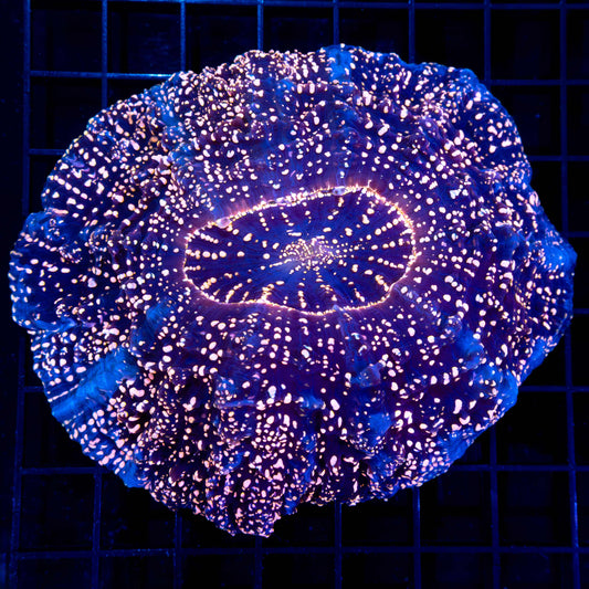 Neon Pink Spot Acantho (Rare) 4.75"