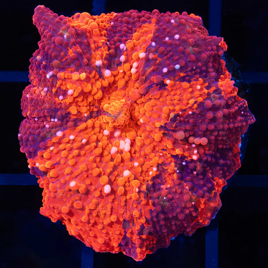 Pink Spot Deadpool Mushroom