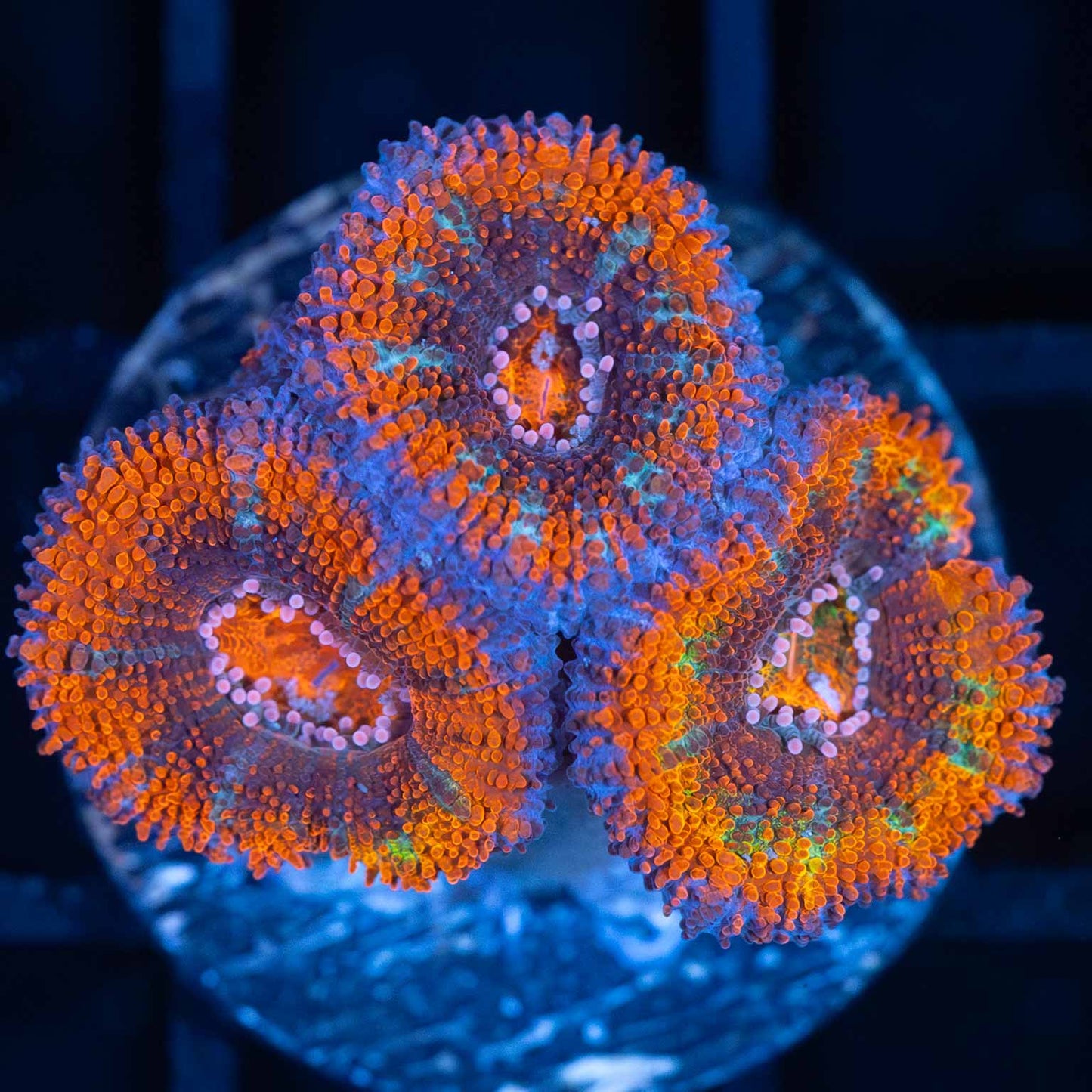 Pink Tentacle Rainbow Acan