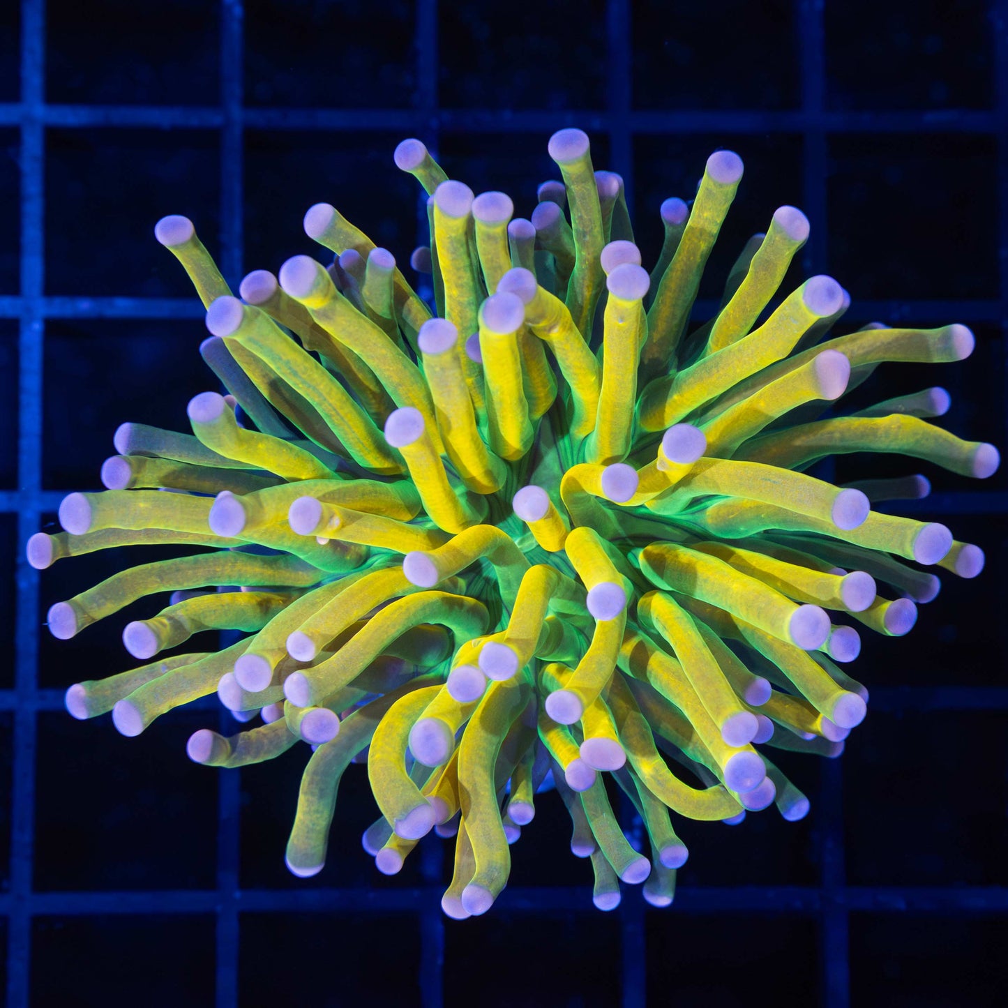 Pink Tip Banana Grail