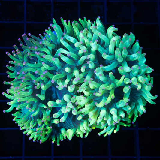 Pink Green Blue Elegance 4"