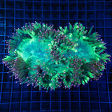 Large Pink Tip Elegance Coral Highlighter Green