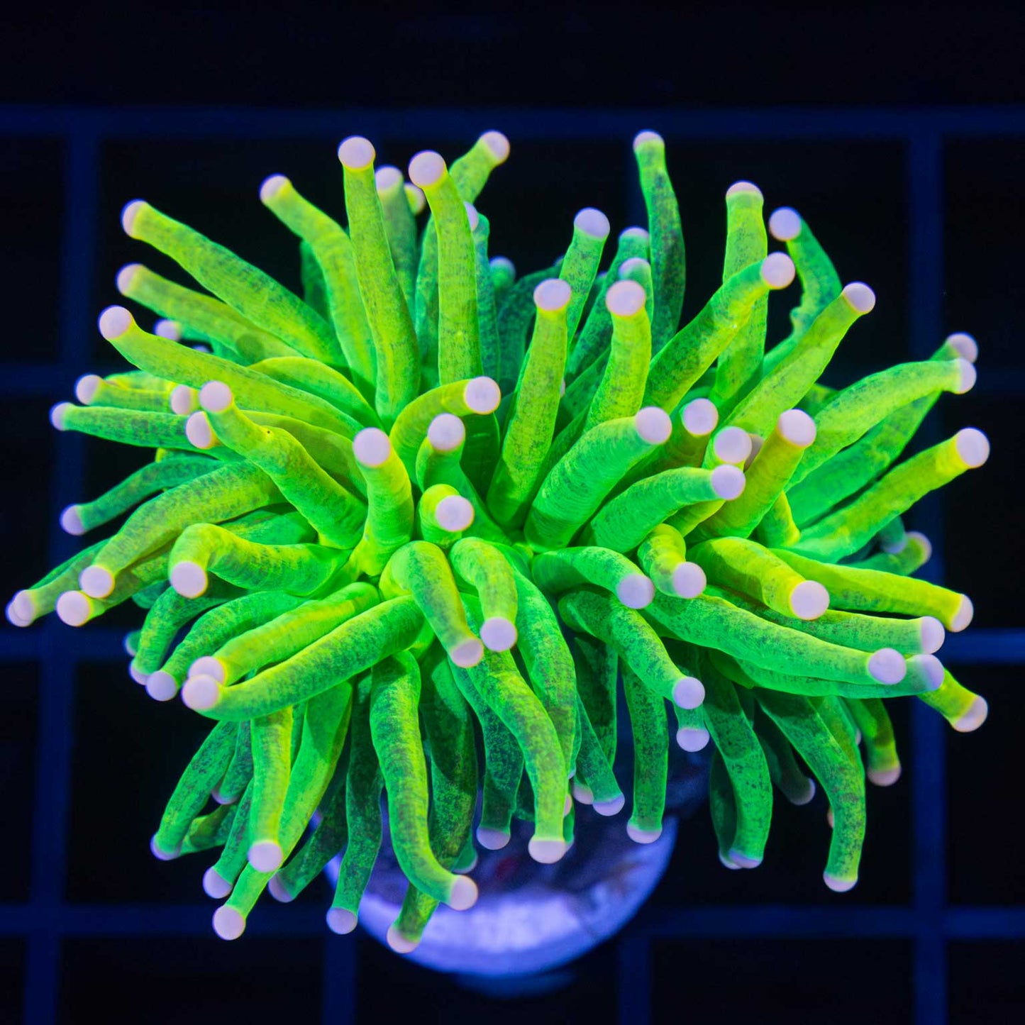Pink tip glitter torch coral