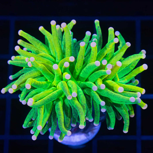 Pink tip glitter torch coral