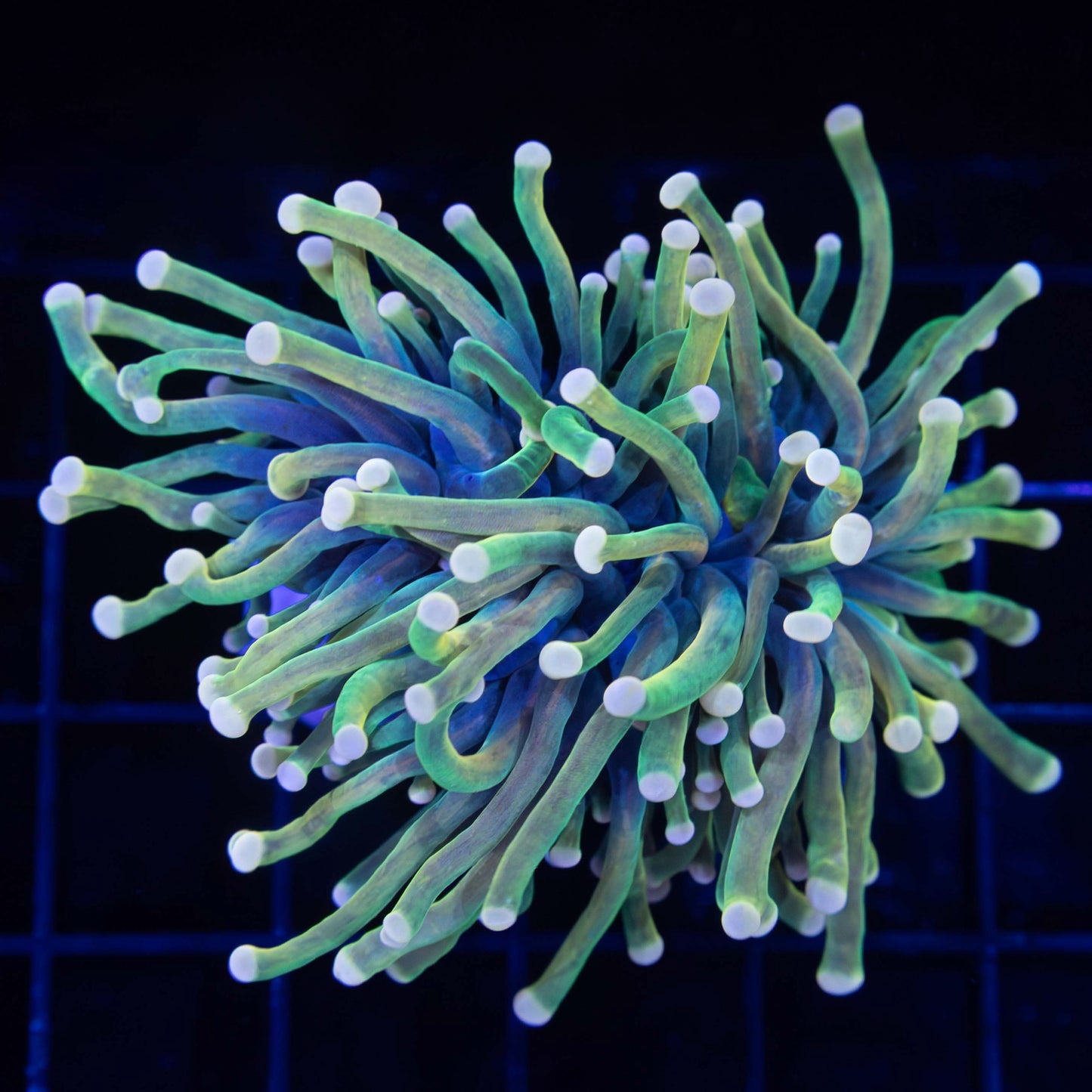 Malaysian Rapunzel Torch Coral