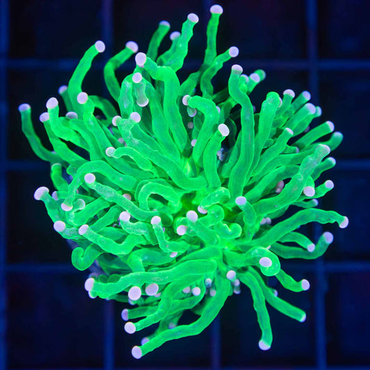 Pink Tip Green Torch Coral