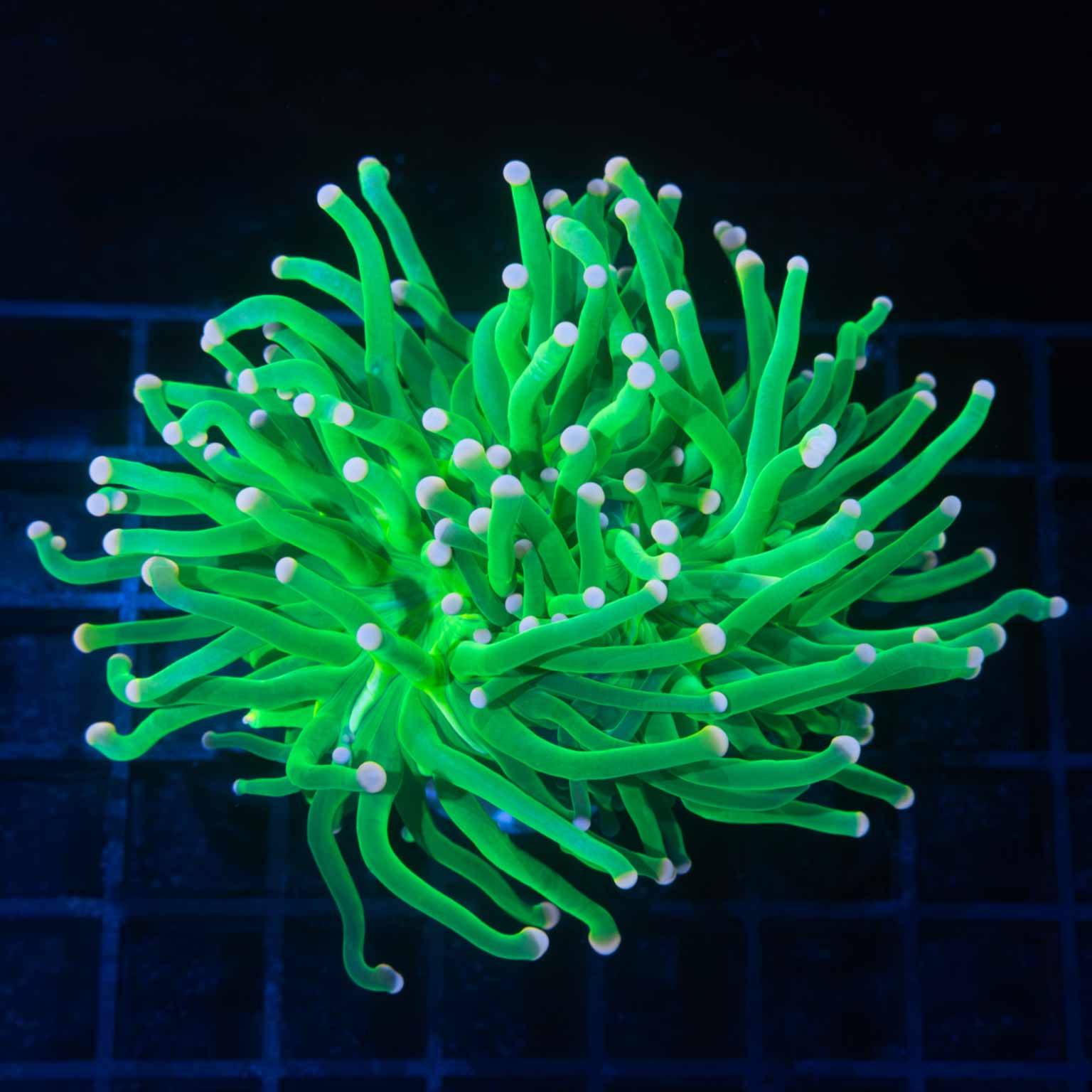 XL Pink Tip Green Torch Coral 4"+