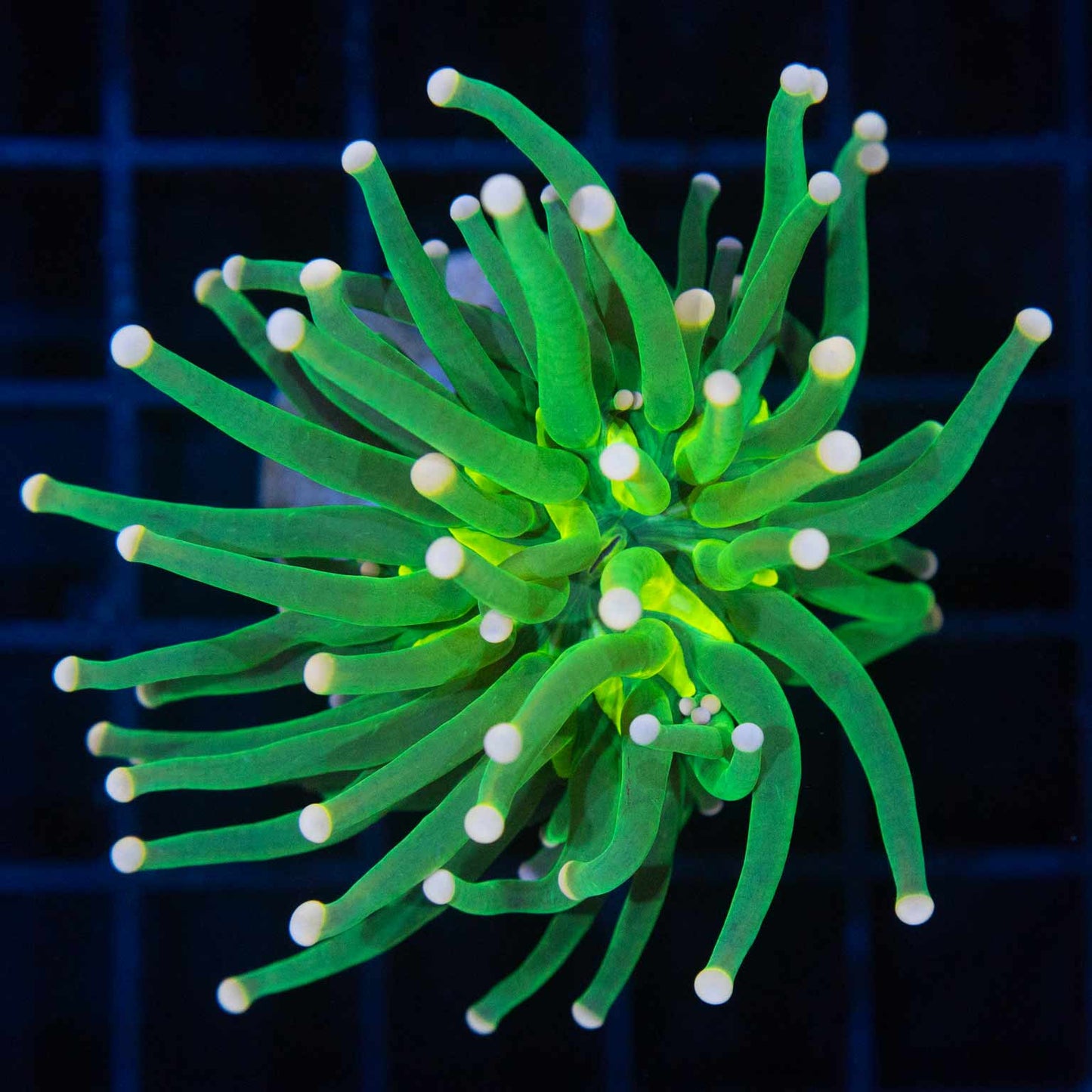 Malaysian Pink Tip Green Torch Coral