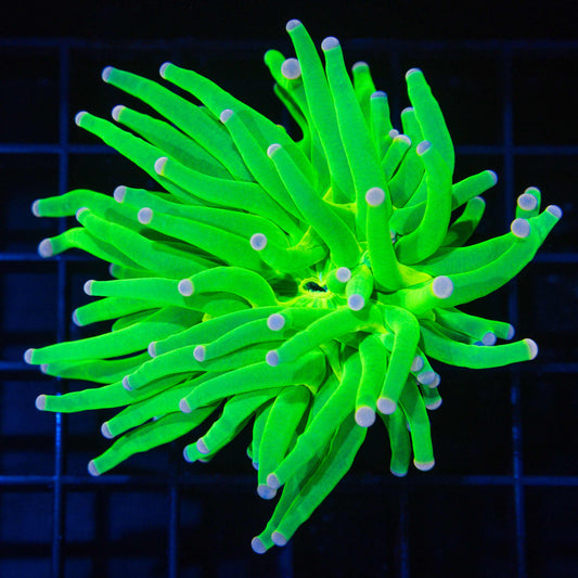 Malaysian Pink Tip Toxic Torch Coral