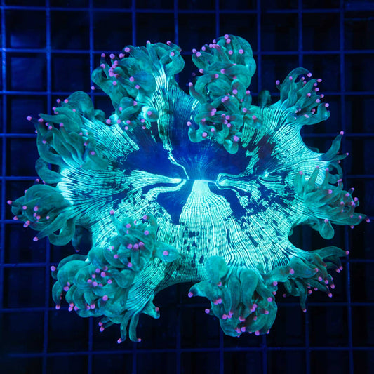 Pink Tip Teal Elegance 5.25"