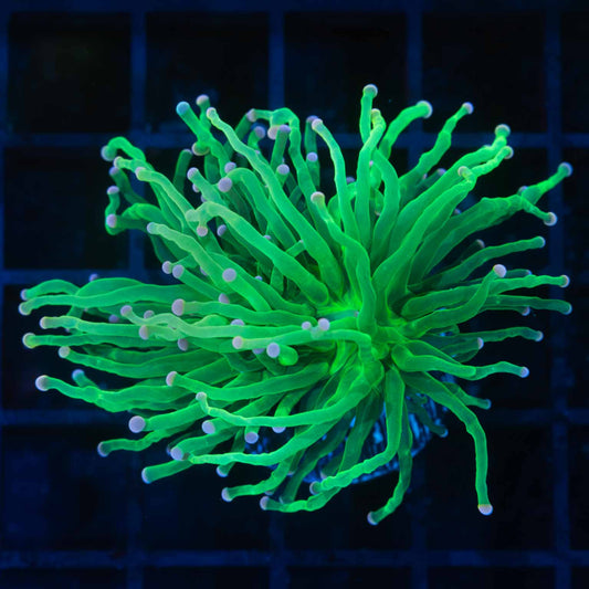 Pink Tip Green Torch Coral