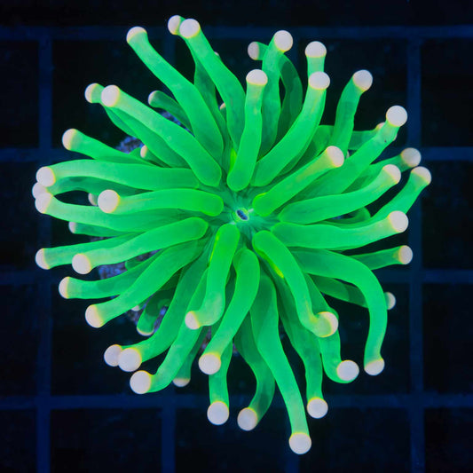 Pink Tip Neon Green Torch Coral (Bright!)