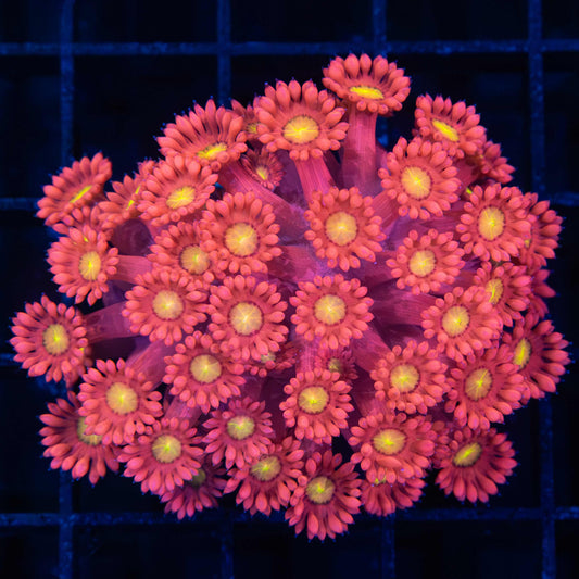 Flaming Daisy Goni XL Frag