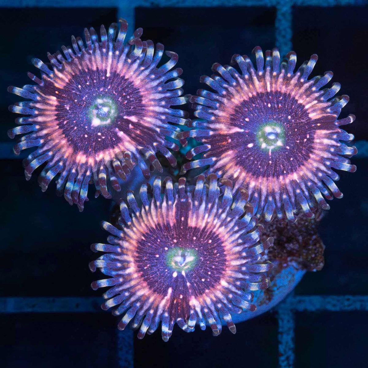 Pink Zipper Zoa zoanthid under blue aquarium lighting