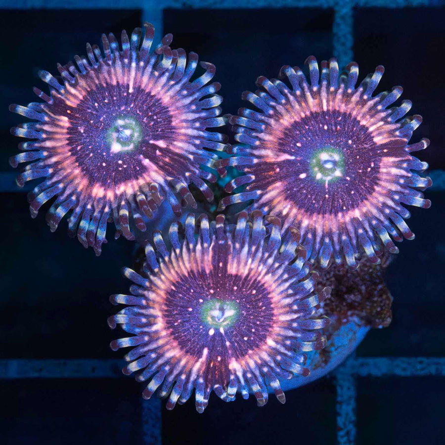 Pink Zipper Zoa