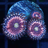 Pink Zipper Zoa