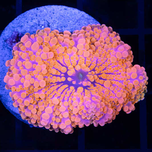Neon Pink Yuma Mushroom Coral