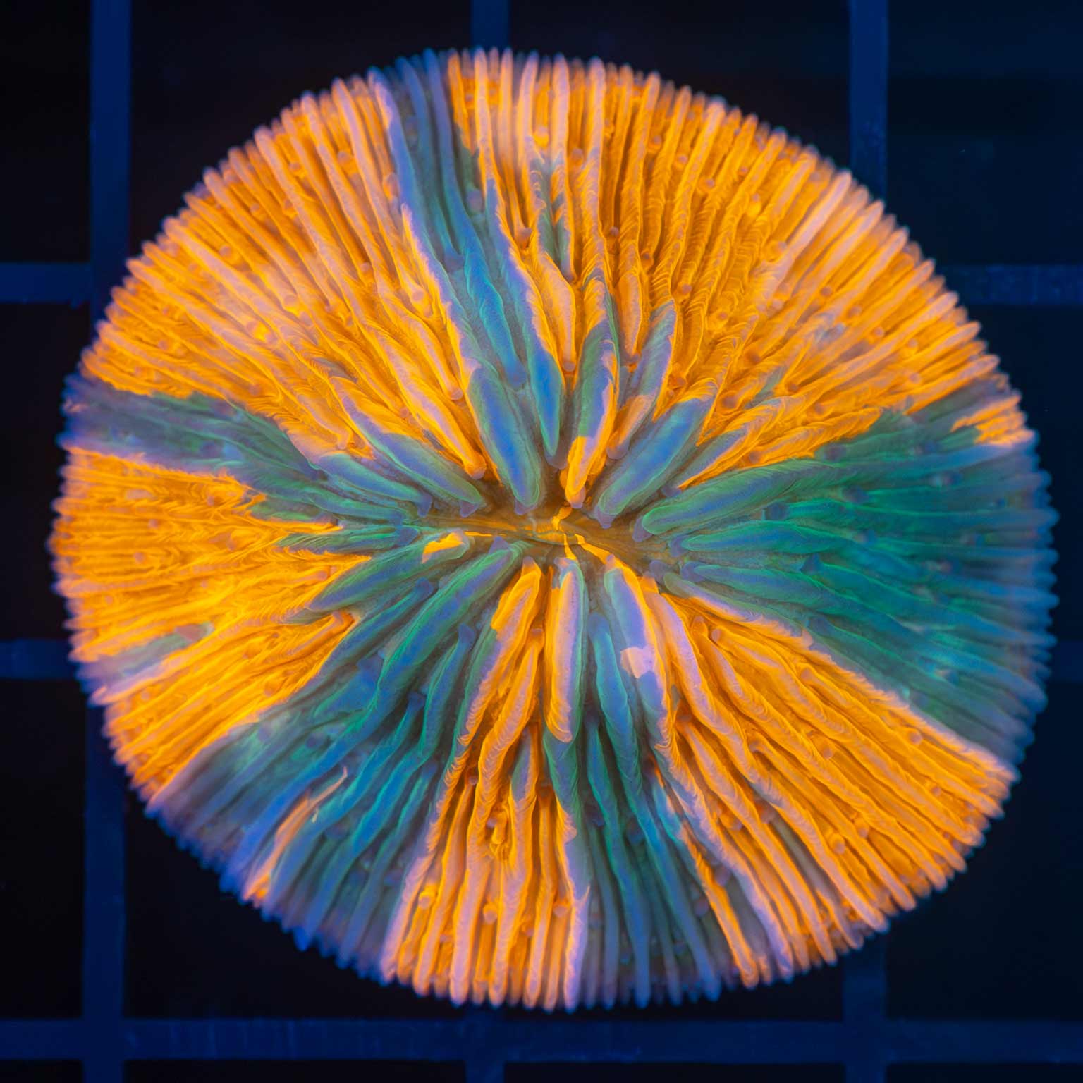 Awesome Striped Orange Plate Coral