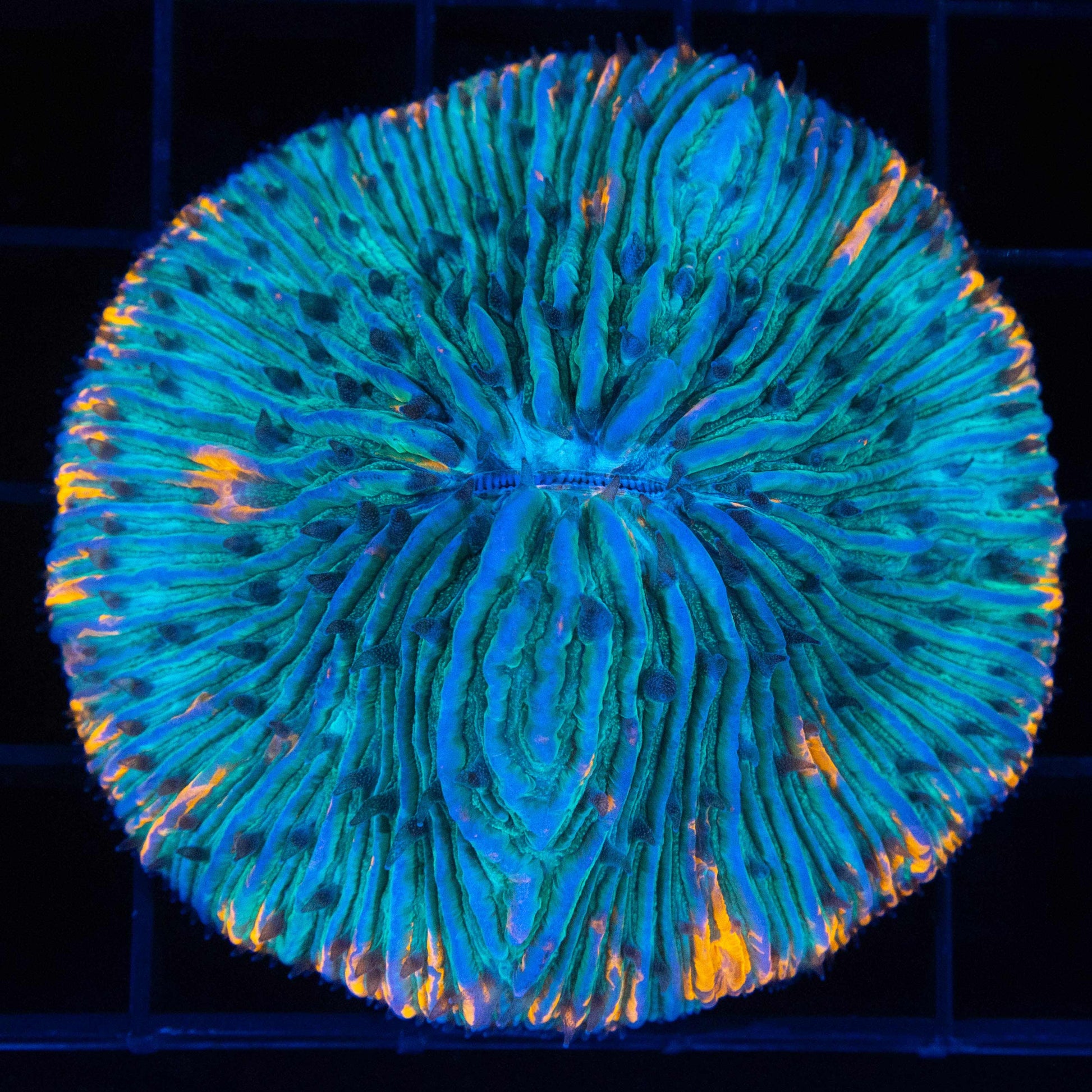Orange Teal Blue Plate Coral 2.25"