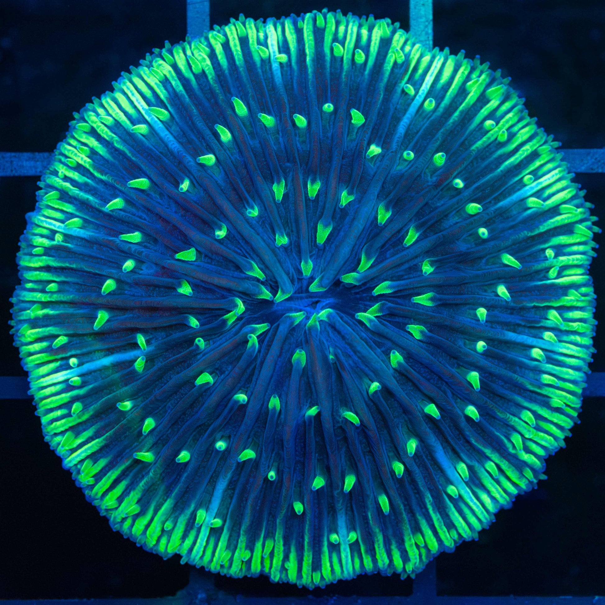 Neon Tentacle Plate Coral 1.75"