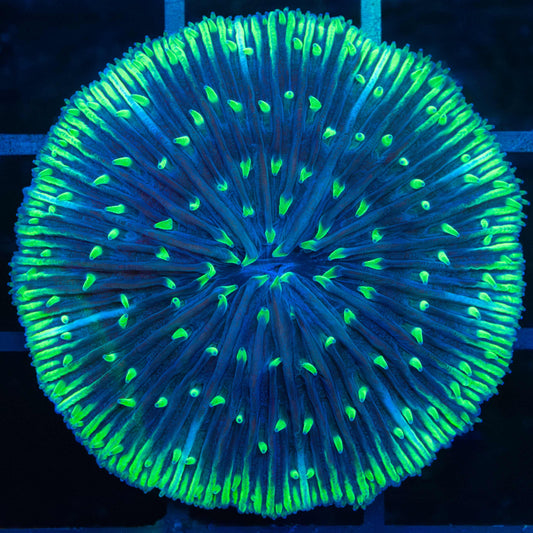 Neon Tentacle Plate Coral 1.75"