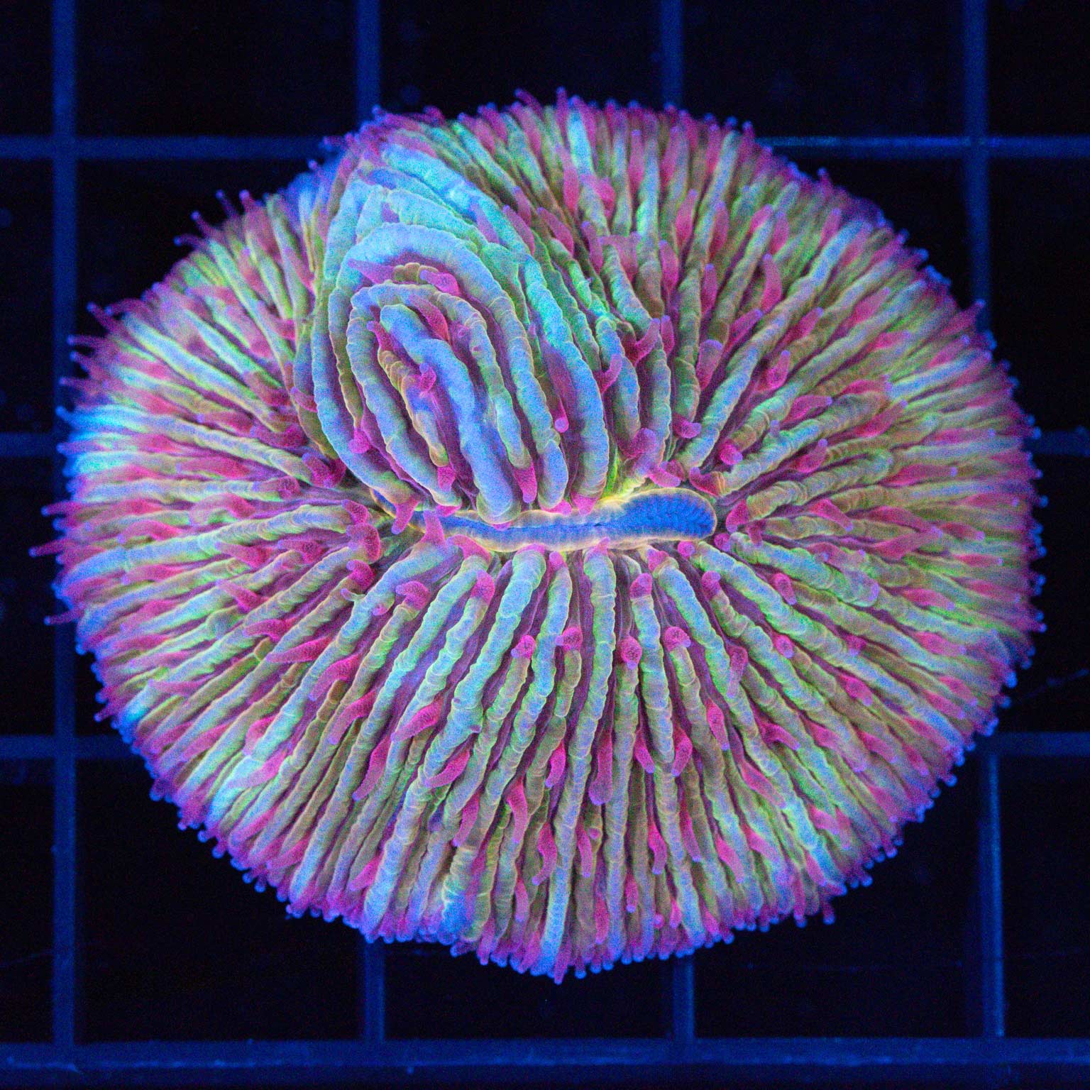 Rainbow Plate Coral 2"