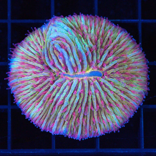 Rainbow Plate Coral 2"