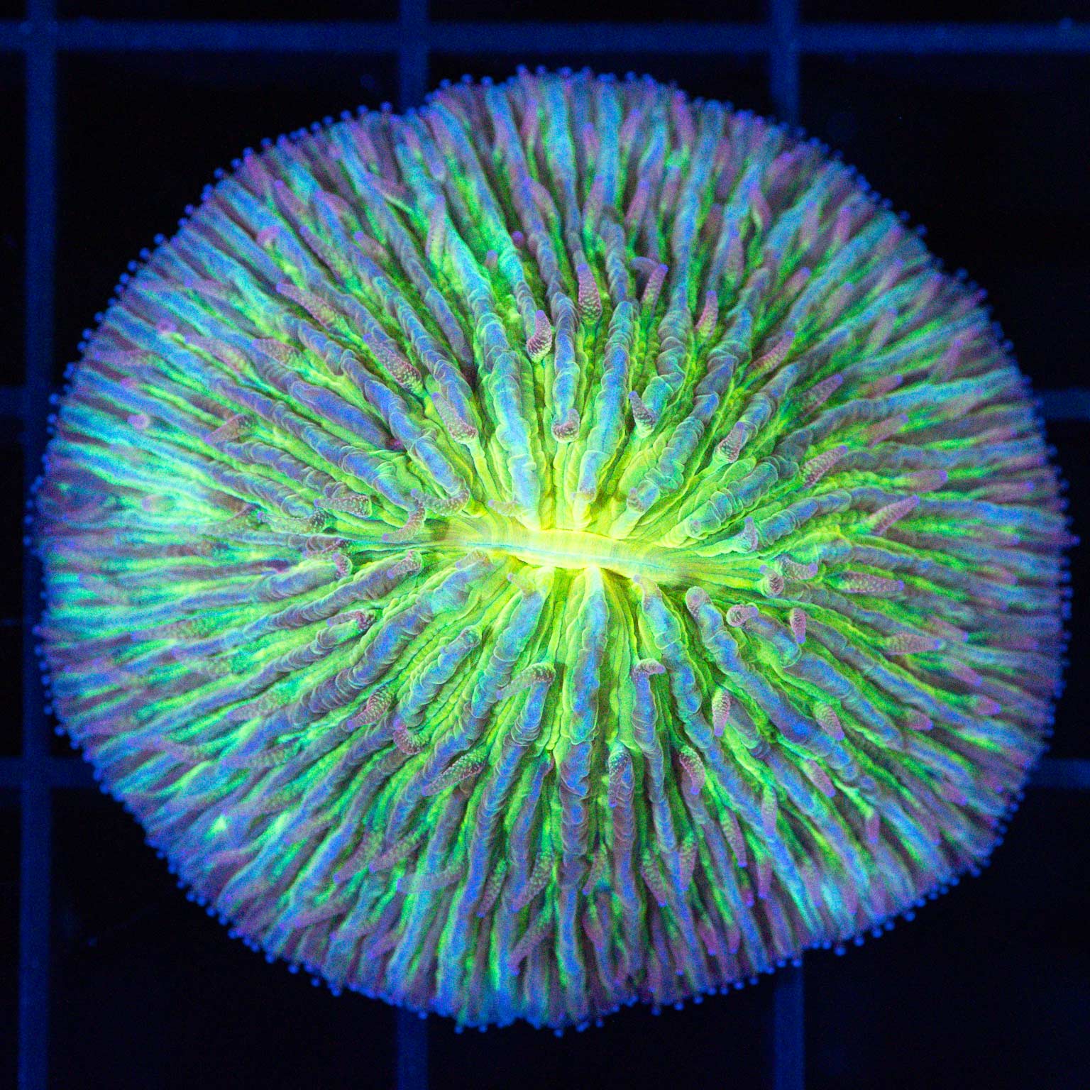 Yellow Green Red Plate Coral