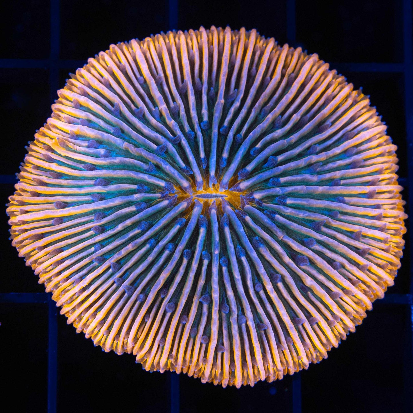 Orange Teal Plate Coral 2"