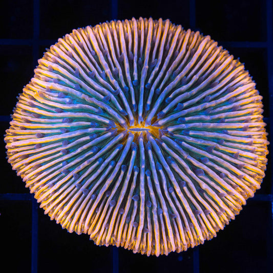 Orange Teal Plate Coral 2"
