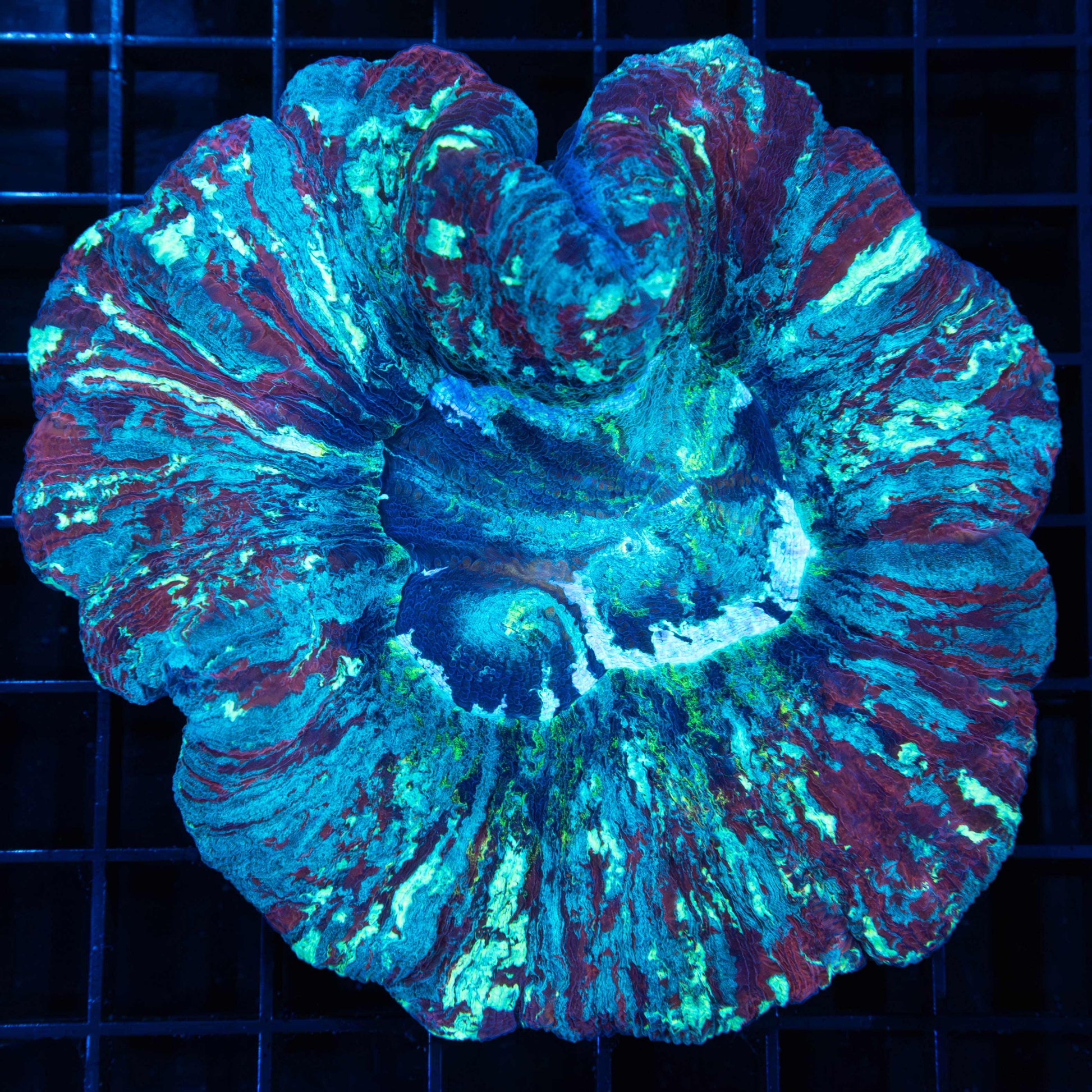 Plum Crazy Wellsophyllia 4.25"