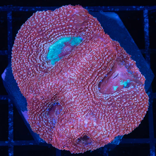 3 Color Bowerbanki 2"